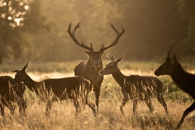 wildlife-photography-workshop-in-richmond-park-in-london_1